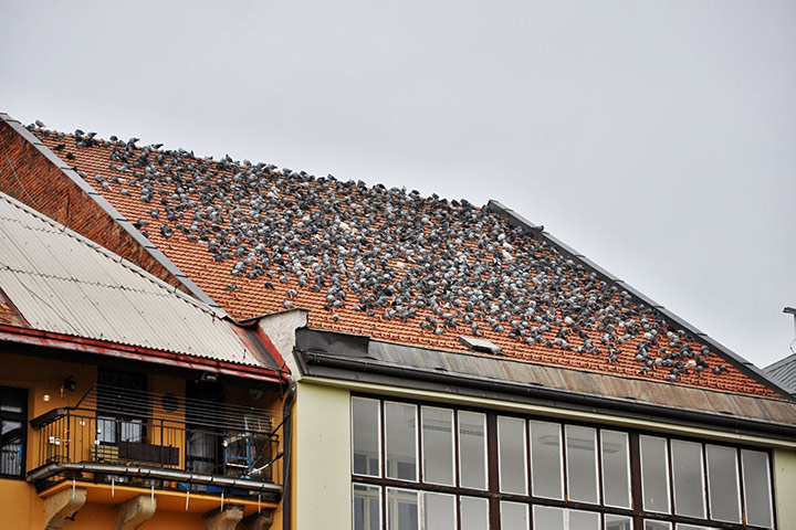 A2B Pest Control are able to install spikes to deter birds from roofs in Wallsend. 