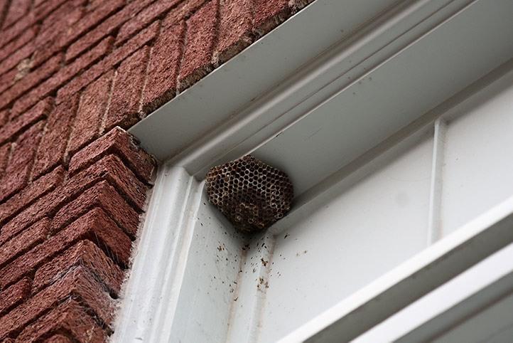 We provide a wasp nest removal service for domestic and commercial properties in Wallsend.